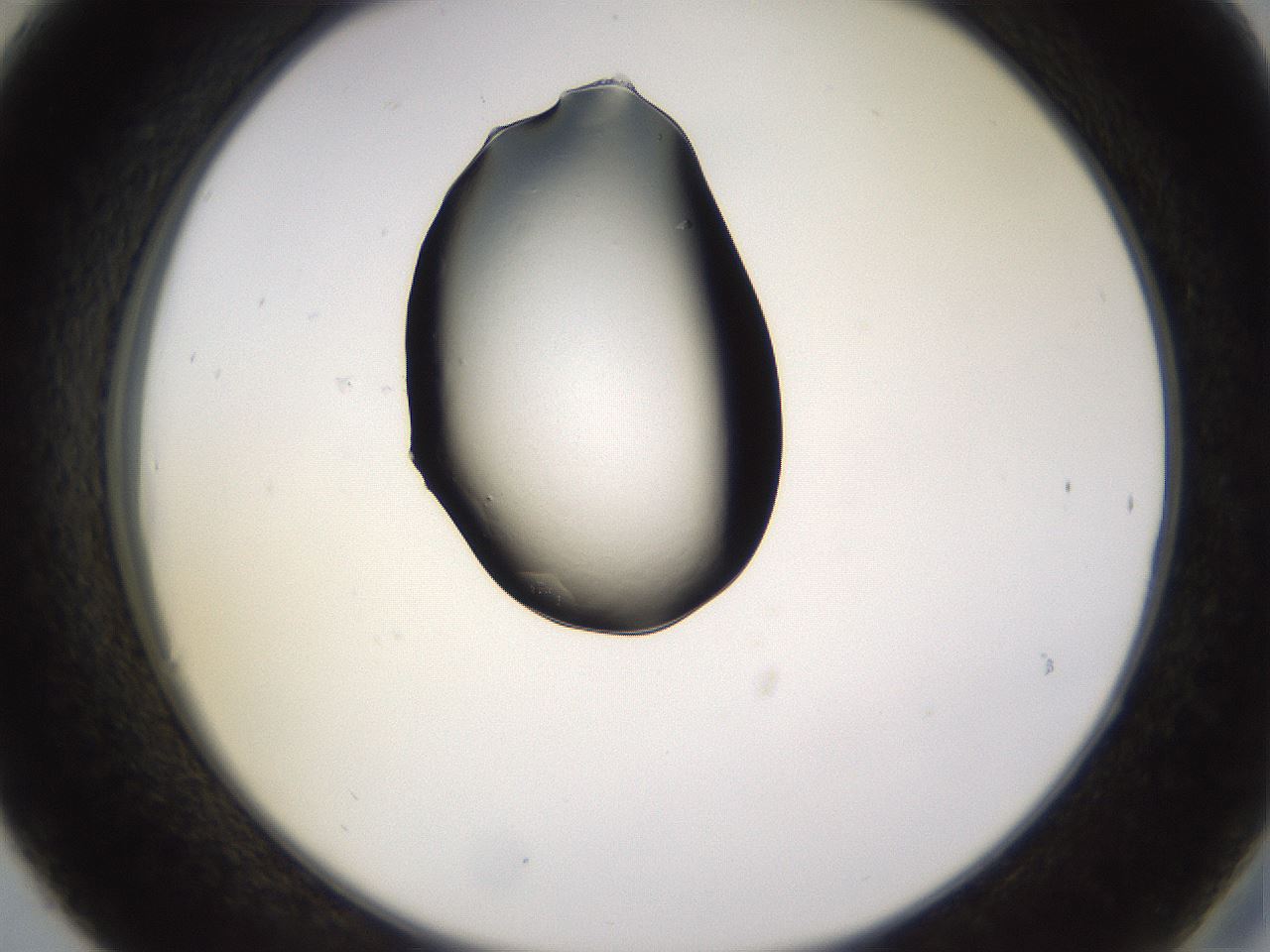 folderID565_plateID1565_batchID6312_wellNum30_profileID1_d2_r102095_ef.jpg