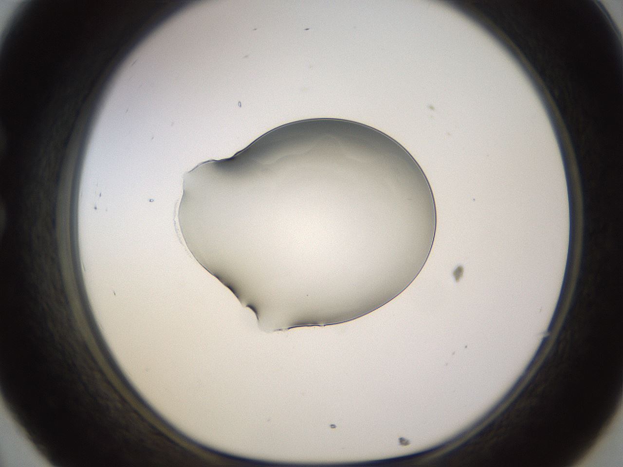 folderID565_plateID1565_batchID6312_wellNum32_profileID1_d1_r102098_ef.jpg
