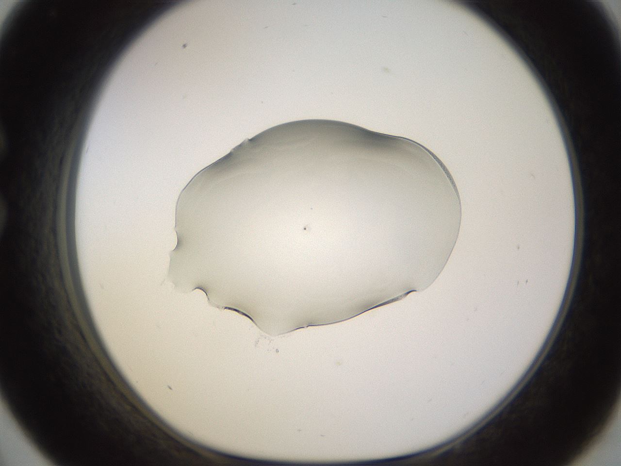 folderID565_plateID1565_batchID6312_wellNum33_profileID1_d1_r102100_ef.jpg