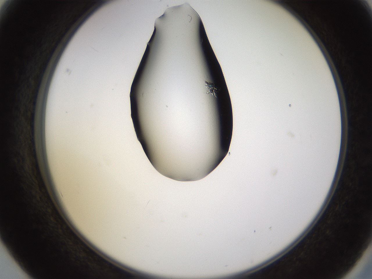 folderID565_plateID1565_batchID6312_wellNum56_profileID1_d2_r102147_ef.jpg