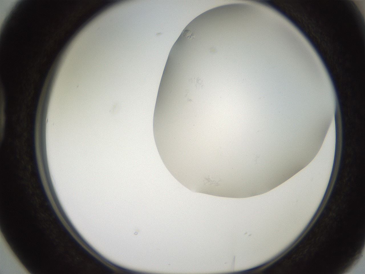 folderID565_plateID2565_batchID12848_wellNum38_profileID1_d1_r195022_ef.jpg