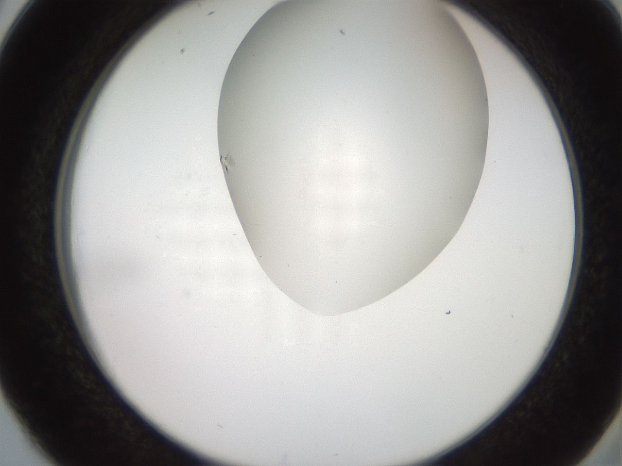 folderID565_plateID2565_batchID12848_wellNum38_profileID1_d2_r195886_ef.jpg