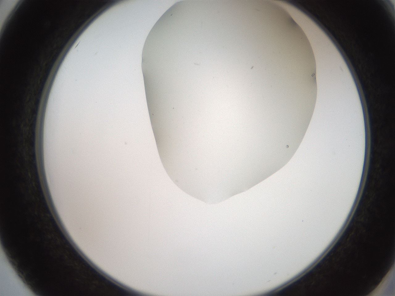 folderID565_plateID2565_batchID12848_wellNum50_profileID1_d2_r195898_ef.jpg