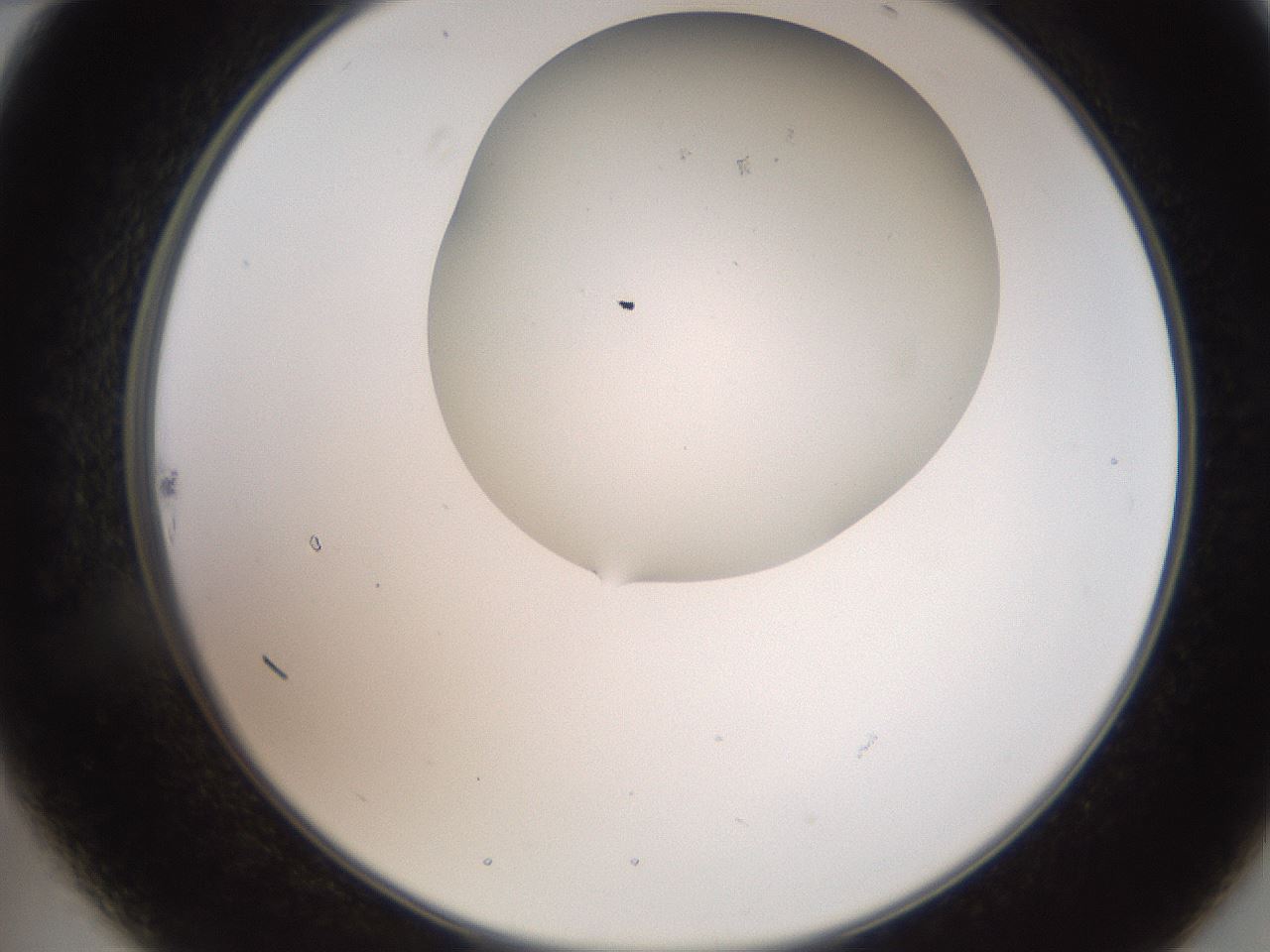 folderID565_plateID2565_batchID13019_wellNum22_profileID1_d2_r195870_ef.jpg