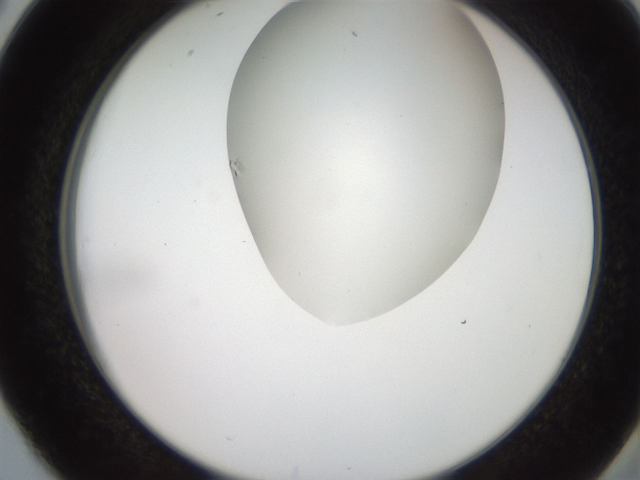 folderID565_plateID2565_batchID13019_wellNum38_profileID1_d2_r195886_ef.jpg