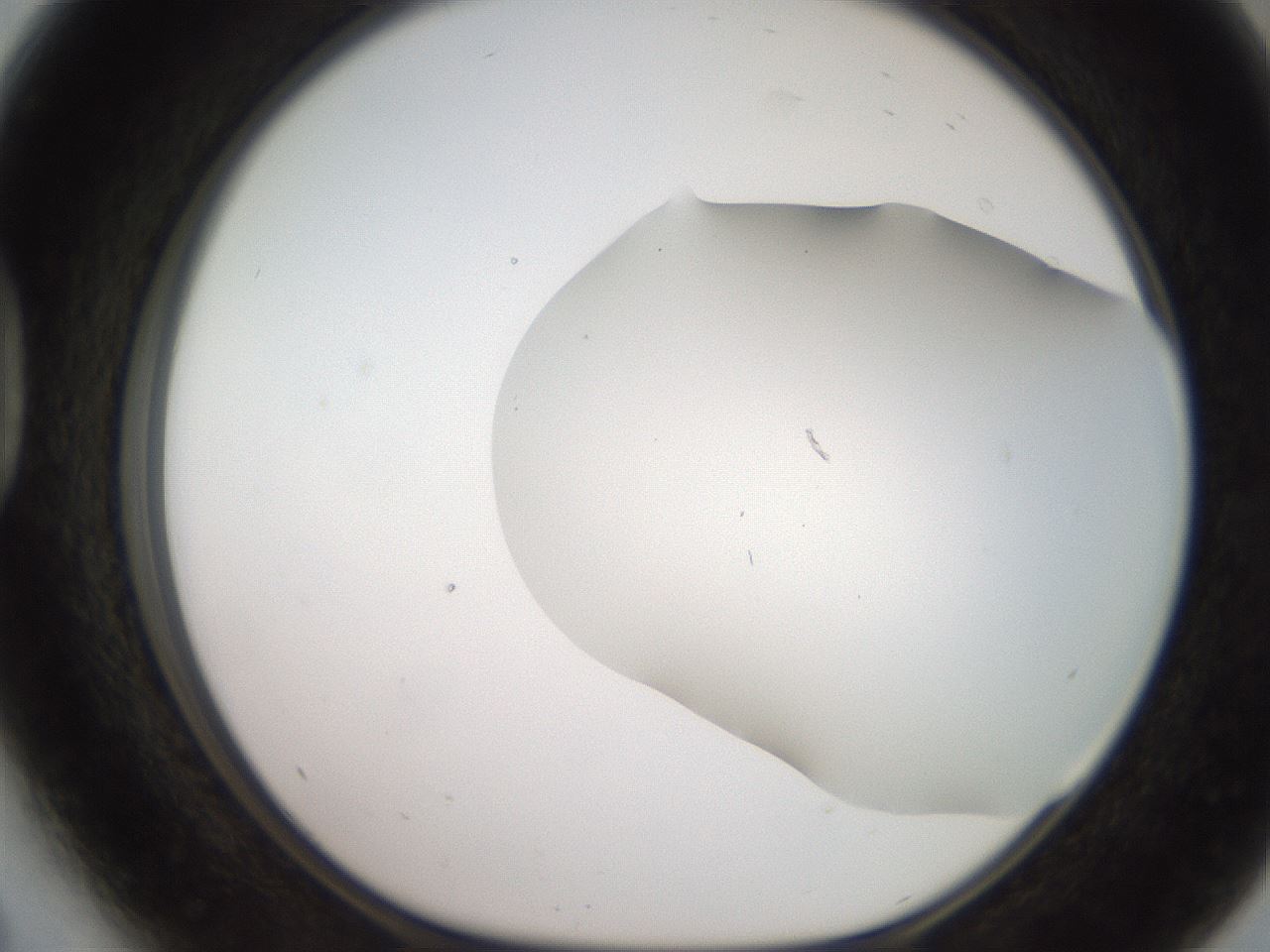 folderID565_plateID2565_batchID13019_wellNum41_profileID1_d1_r195025_ef.jpg