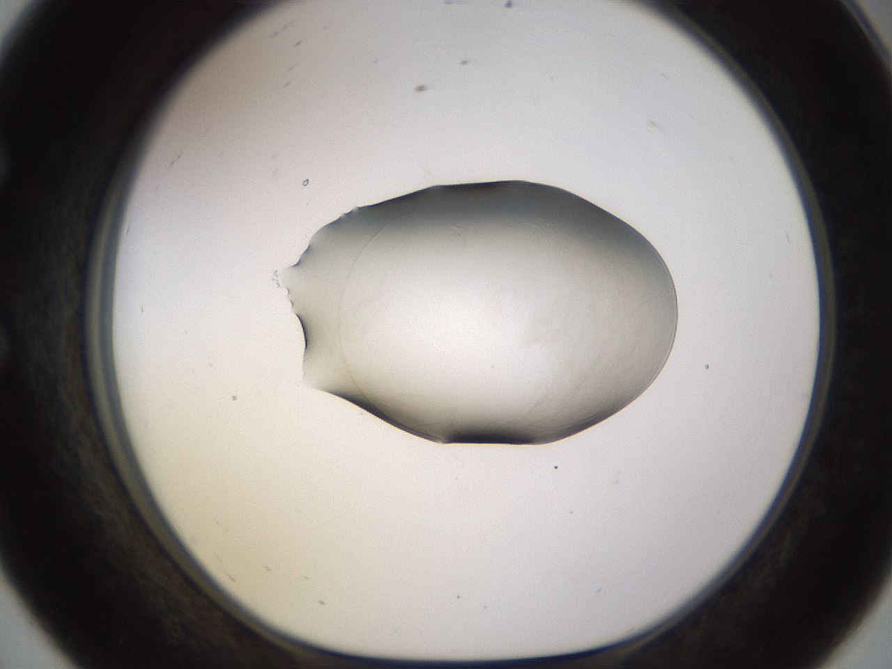 folderID566_plateID1566_batchID6313_wellNum56_profileID1_d1_r102283_ef.jpg