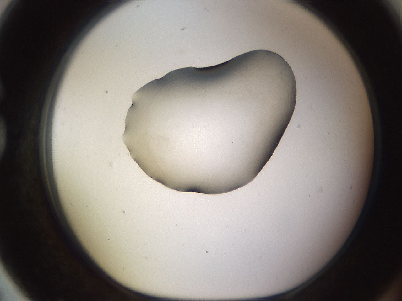 folderID566_plateID1566_batchID6313_wellNum79_profileID1_d1_r102306_ef.jpg