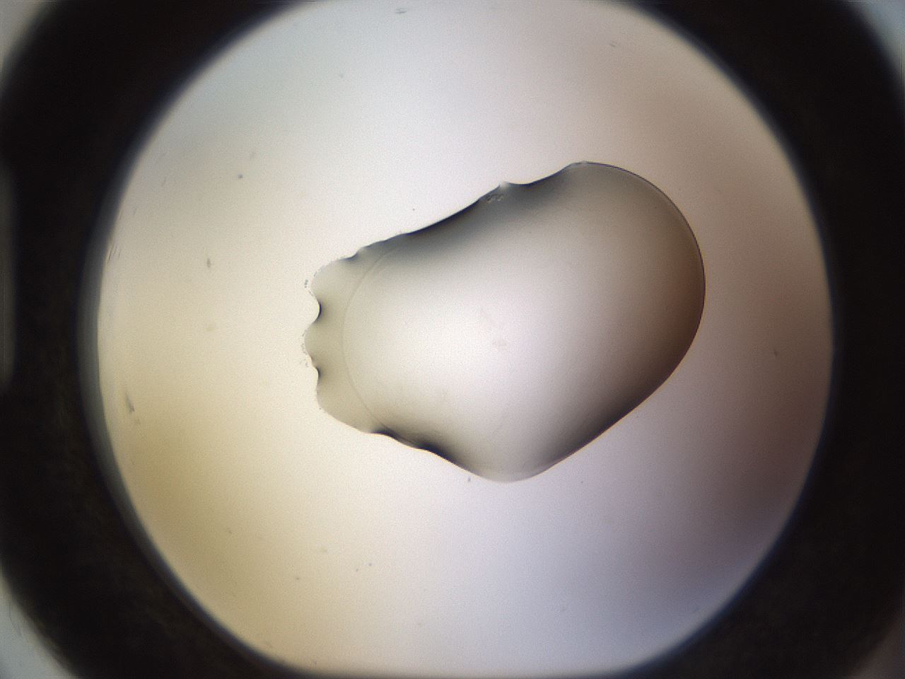 folderID566_plateID1566_batchID6313_wellNum91_profileID1_d1_r102318_ef.jpg