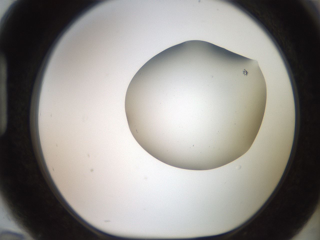 folderID567_plateID2567_batchID12856_wellNum94_profileID1_d1_r195654_ef.jpg