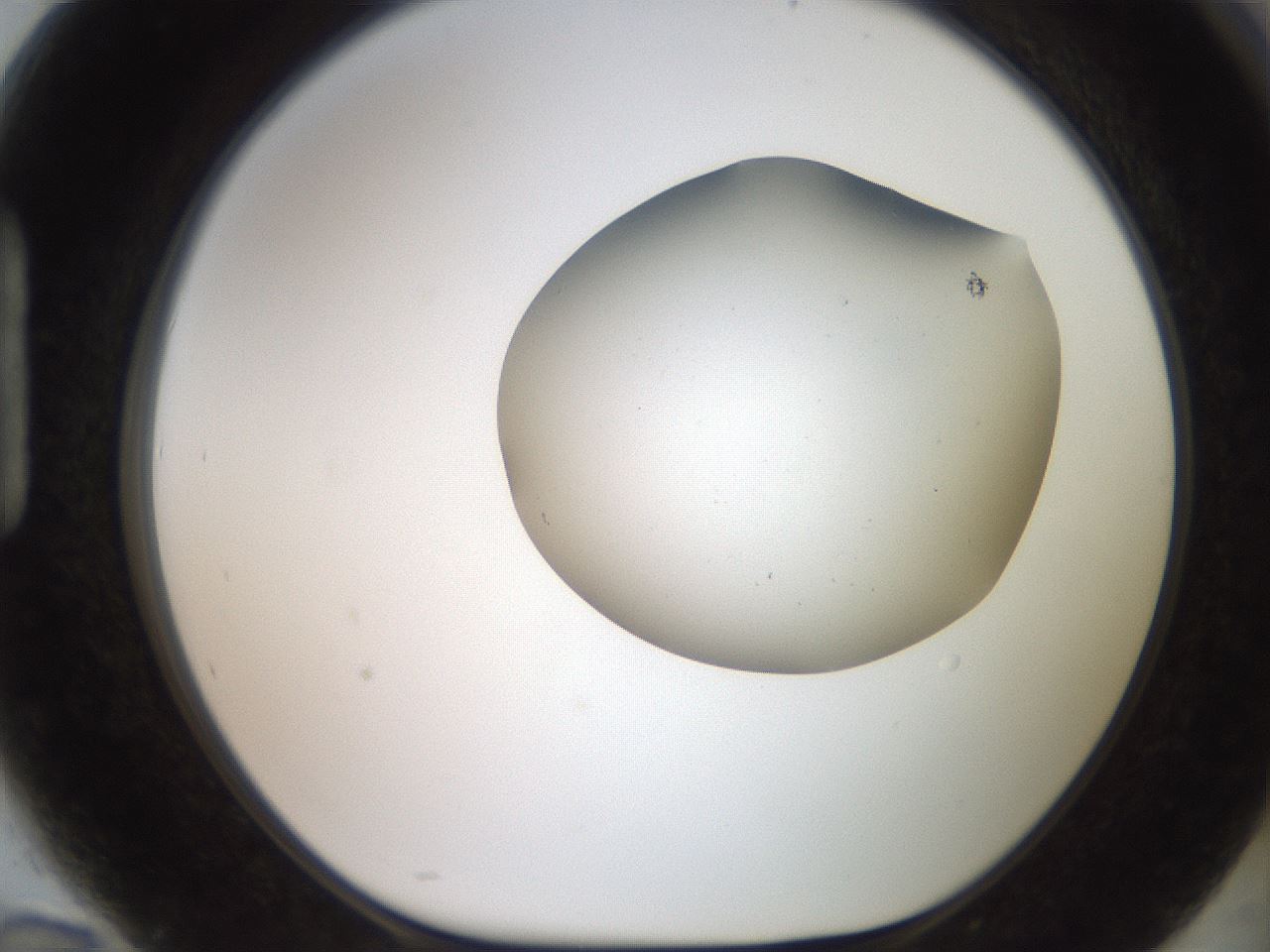 folderID567_plateID2567_batchID13024_wellNum94_profileID1_d1_r195654_ef.jpg