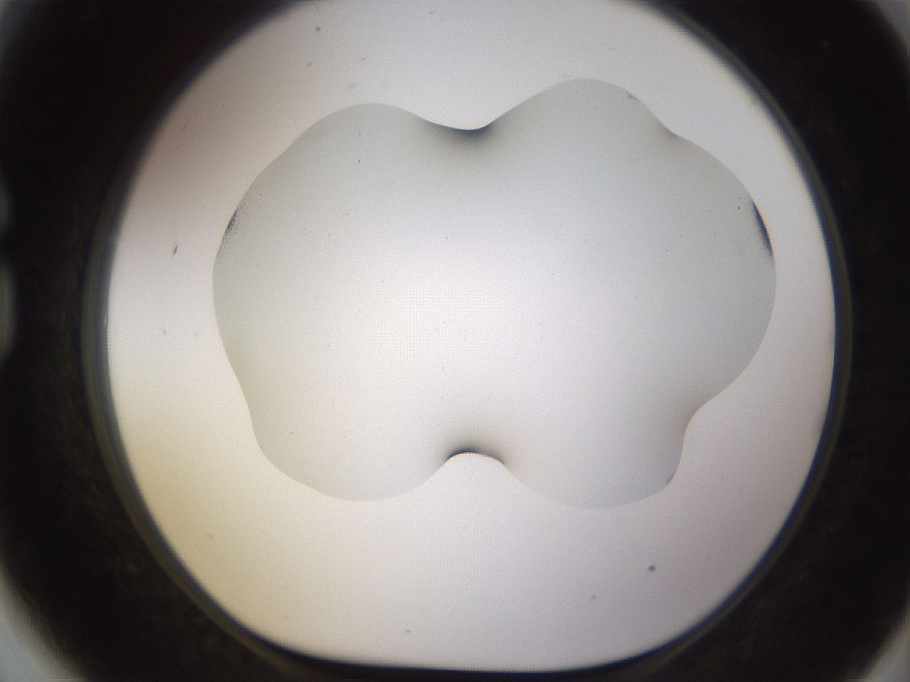 folderID568_plateID1568_batchID6342_wellNum81_profileID1_d1_r102431_ef.jpg