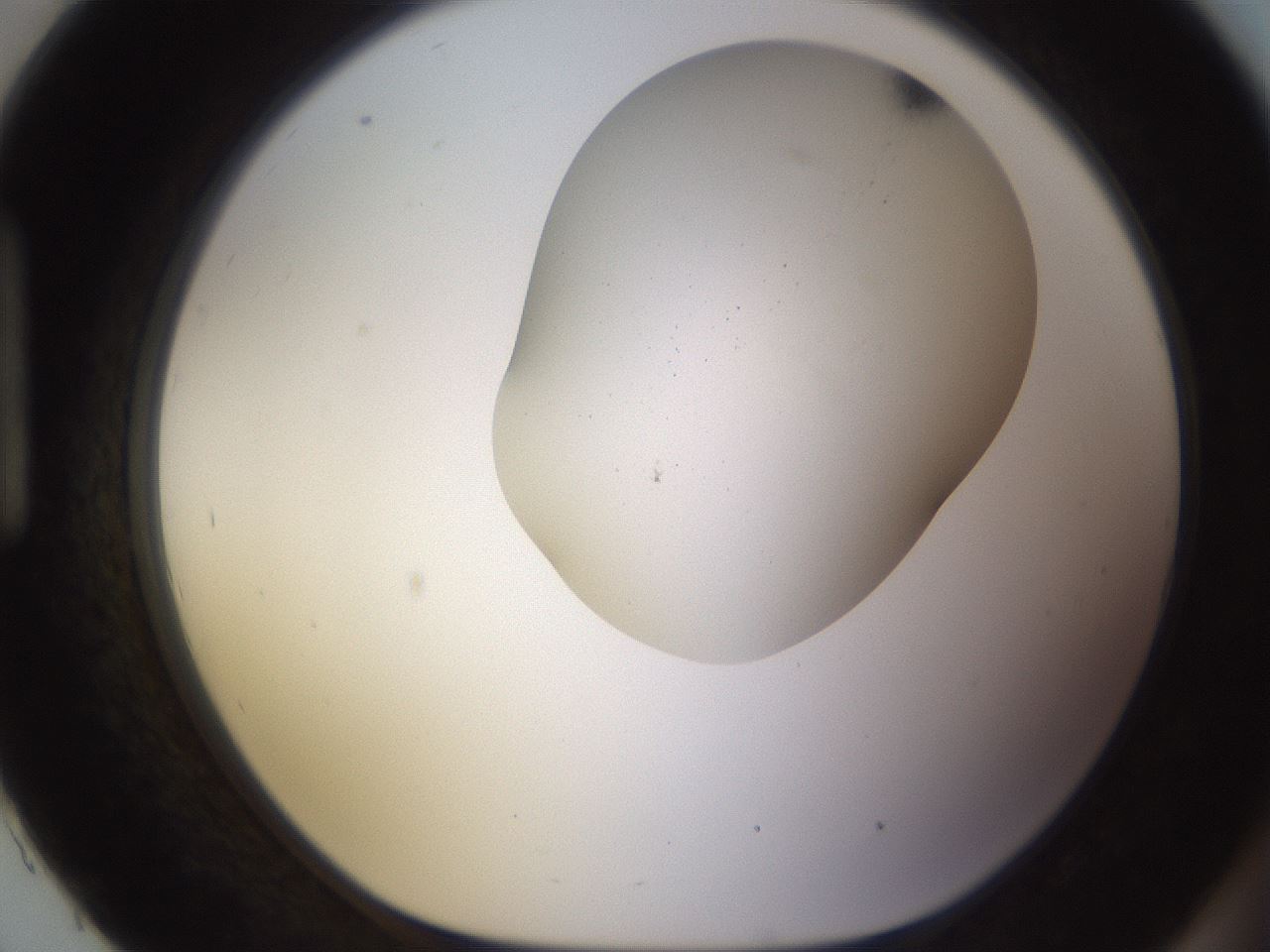 folderID568_plateID1568_batchID6342_wellNum93_profileID1_d1_r102443_ef.jpg