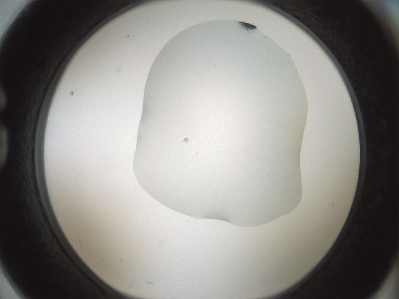 folderID569_plateID1569_batchID6343_wellNum74_profileID1_d1_r102520_ef.jpg
