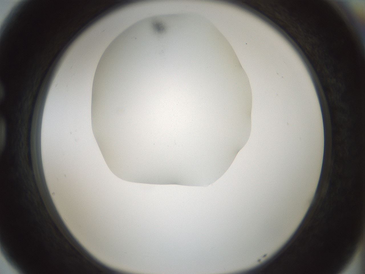 folderID569_plateID1569_batchID6343_wellNum77_profileID1_d1_r102523_ef.jpg