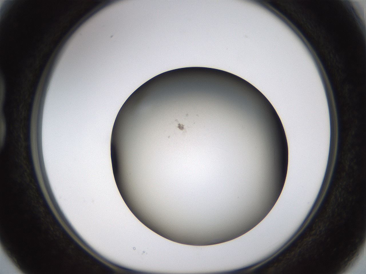folderID571_plateID1571_batchID6357_wellNum15_profileID1_d1_r102557_ef.jpg