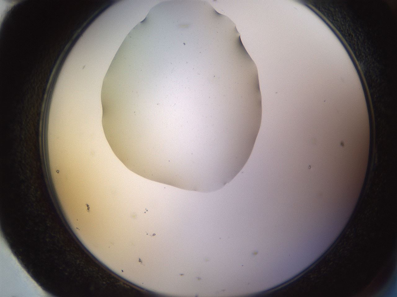 folderID575_plateID1575_batchID6363_wellNum95_profileID1_d2_r103308_ef.jpg