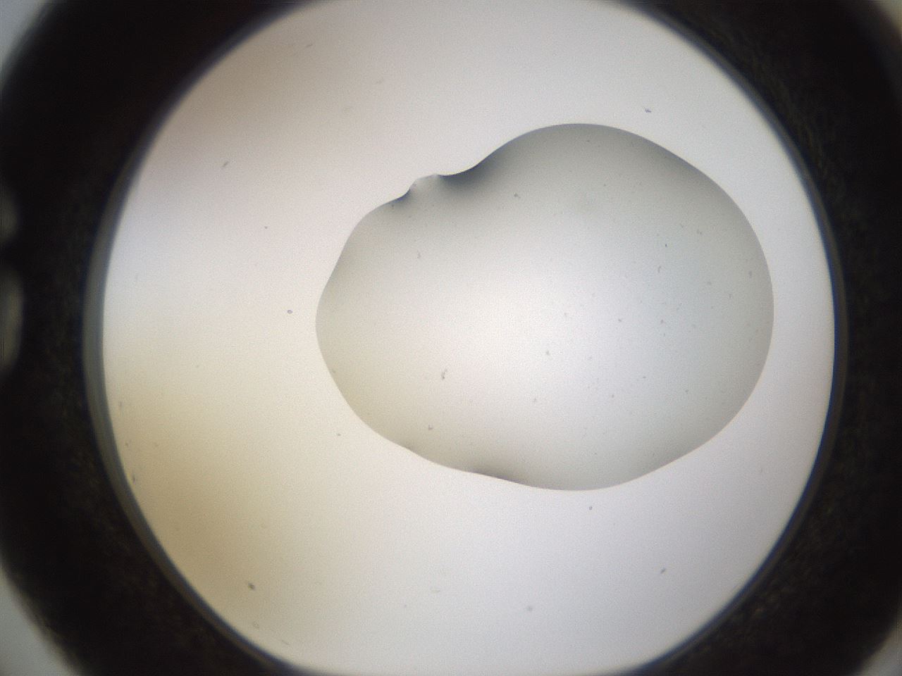 folderID574_plateID1574_batchID6362_wellNum75_profileID1_d1_r103097_ef.jpg
