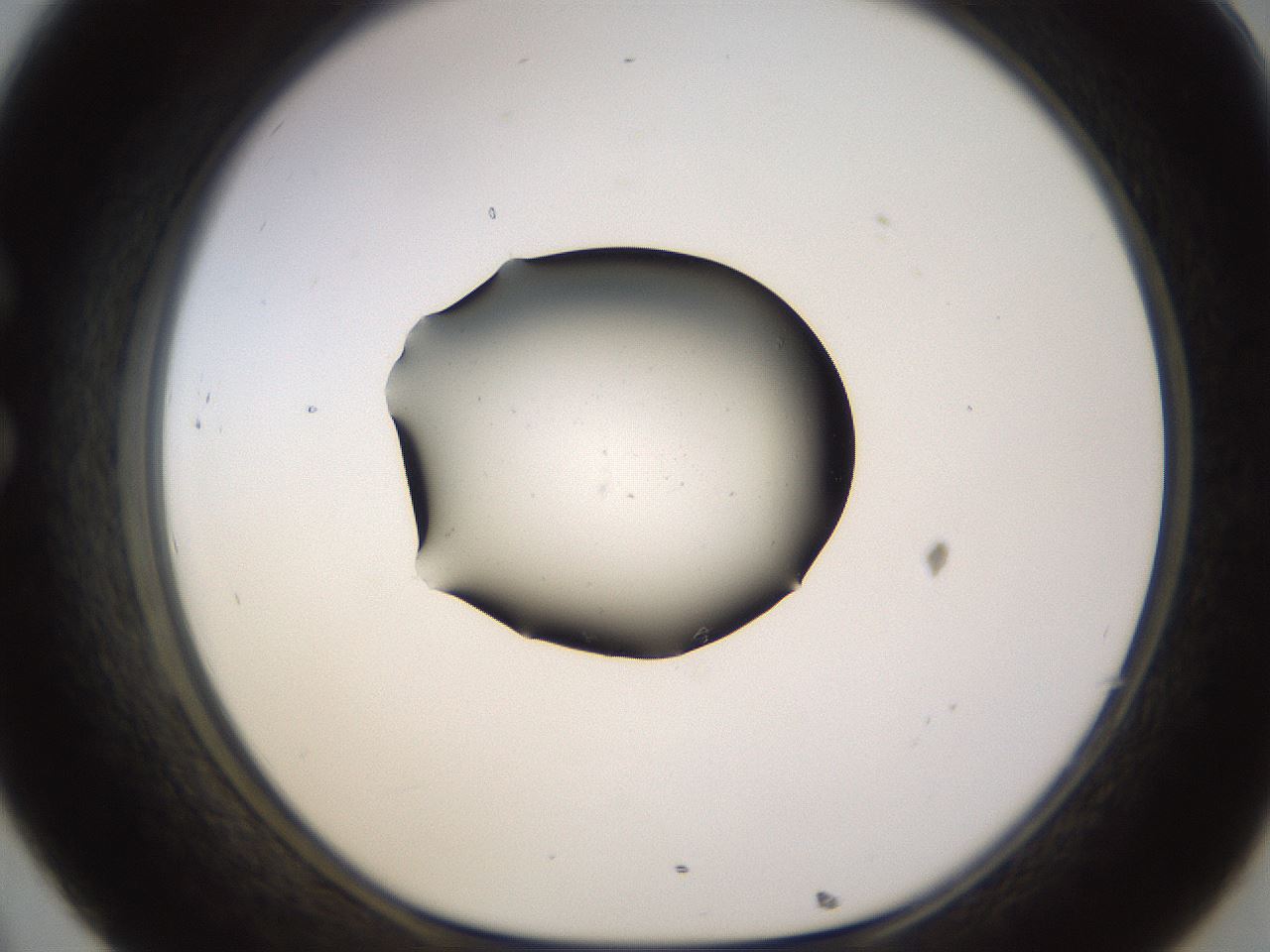 folderID577_plateID1577_batchID6365_wellNum32_profileID1_d1_r103469_ef.jpg
