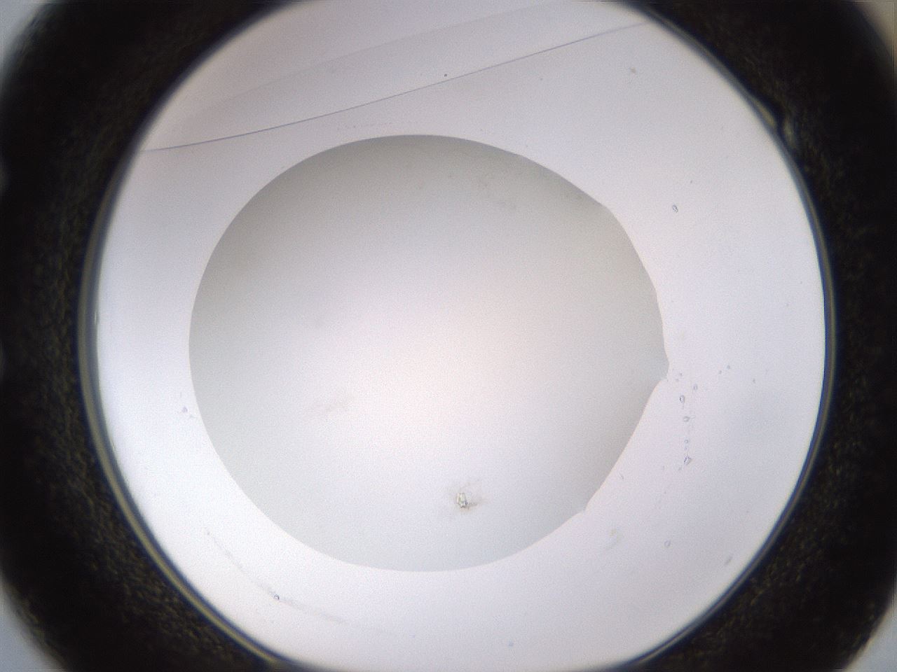 folderID577_plateID1577_batchID6365_wellNum49_profileID1_d1_r103503_ef.jpg