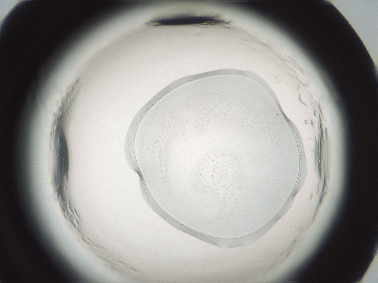 folderID580_plateID2580_batchID13169_wellNum96_profileID1_d2_r201031_ef.jpg