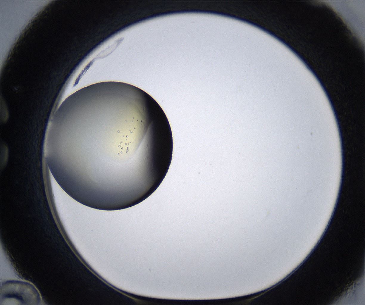 folderID200_plateID2200_batchID9969_wellNum36_profileID1_d1_r149210_ef.jpg