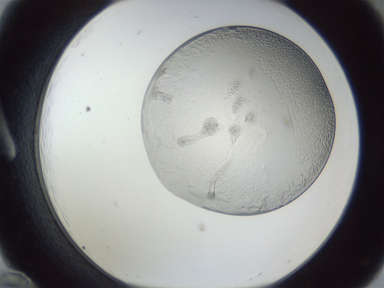 folderID205_plateID1205_batchID3629_wellNum12_profileID1_d1_r66774_ef.jpg