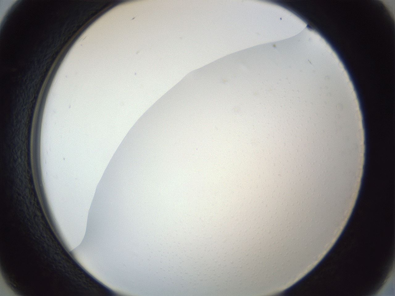 folderID205_plateID1205_batchID3675_wellNum26_profileID1_d2_r66803_ef.jpg