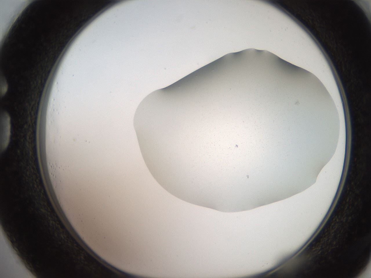 folderID205_plateID2205_batchID10007_wellNum73_profileID1_d1_r150087_ef.jpg