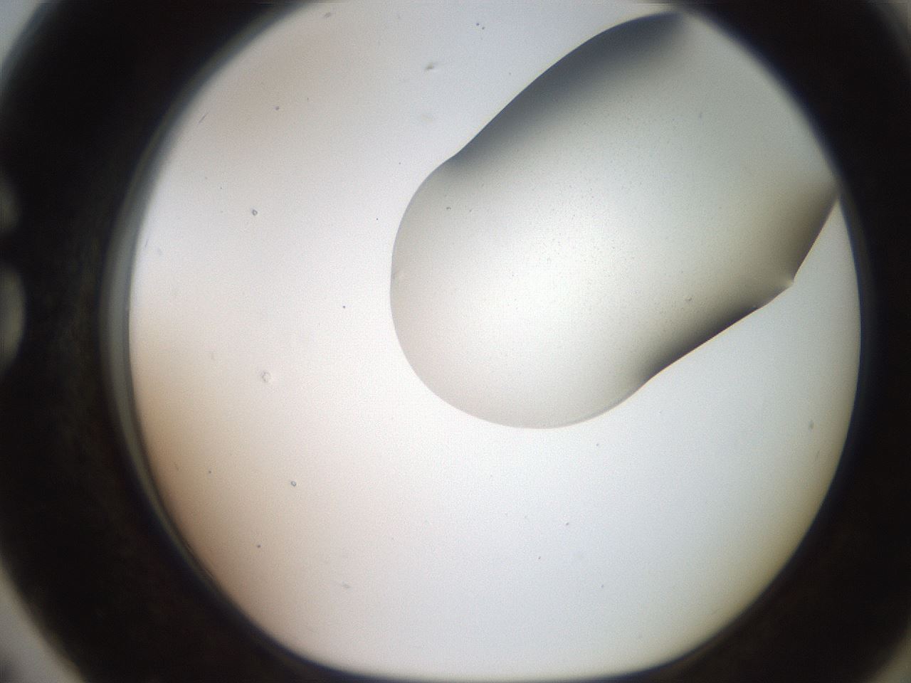 folderID205_plateID2205_batchID10007_wellNum79_profileID1_d1_r150099_ef.jpg