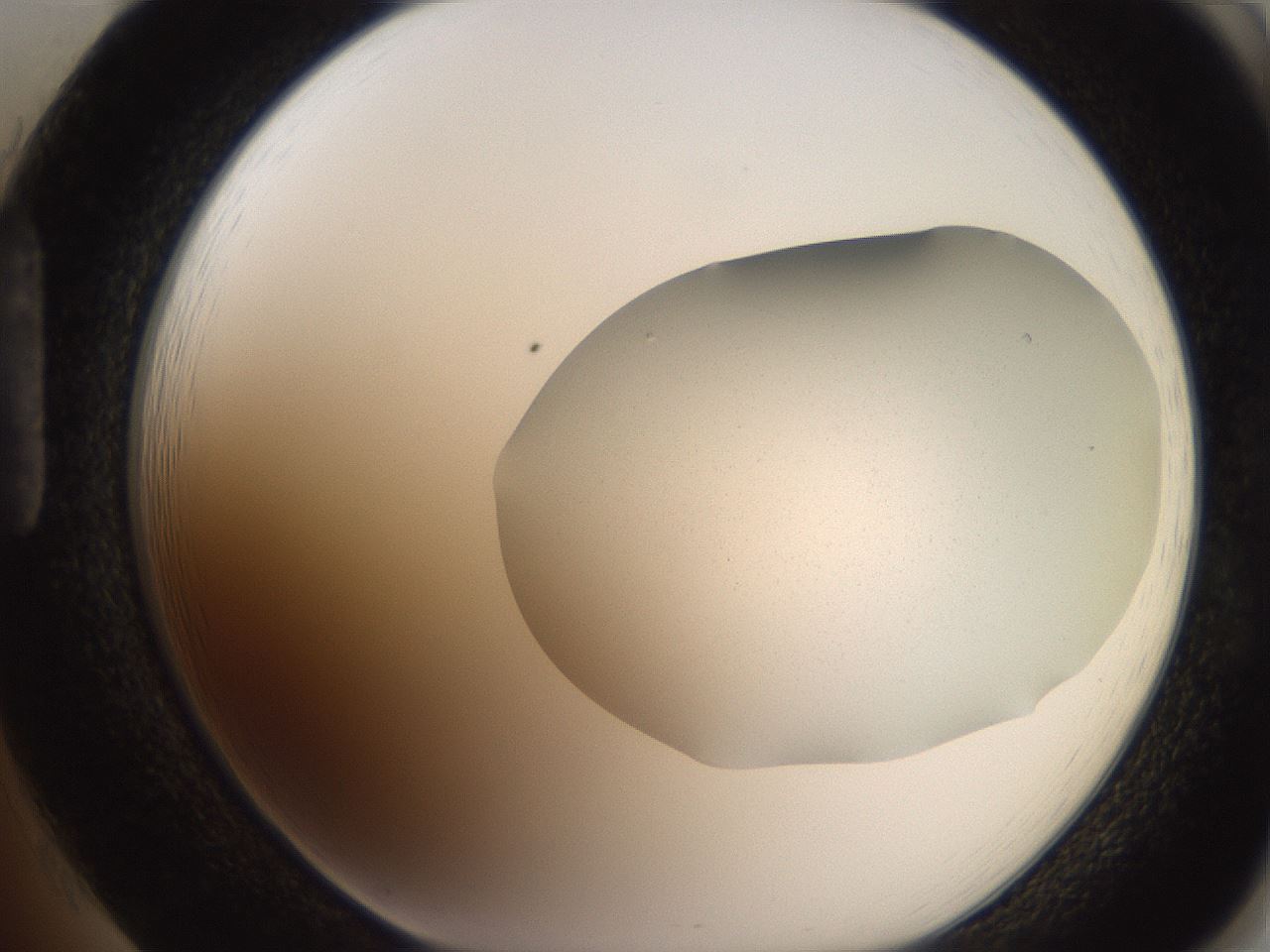 folderID205_plateID2205_batchID10007_wellNum85_profileID1_d1_r150111_ef.jpg