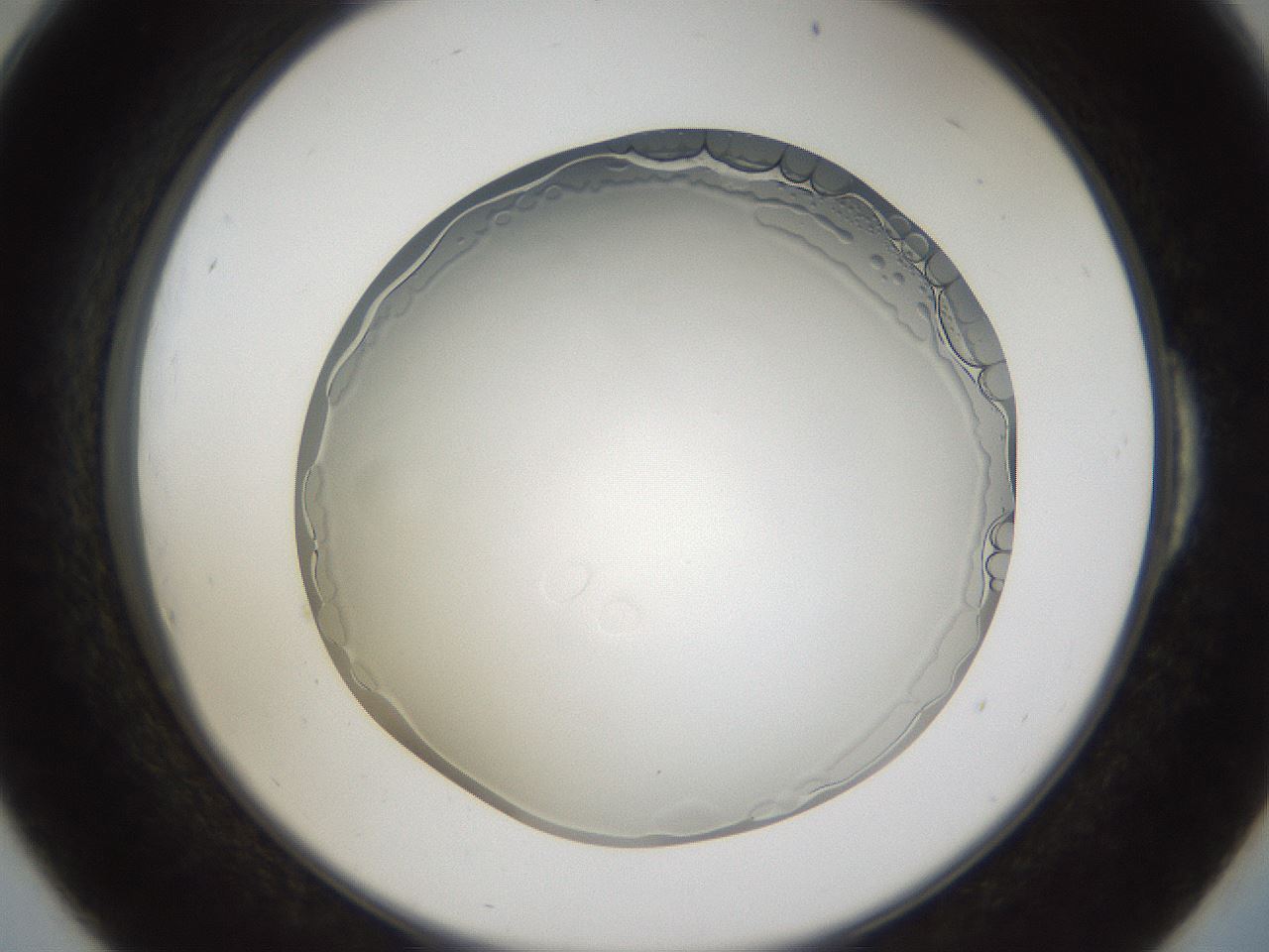 folderID206_plateID1206_batchID3631_wellNum54_profileID1_d2_r67051_ef.jpg