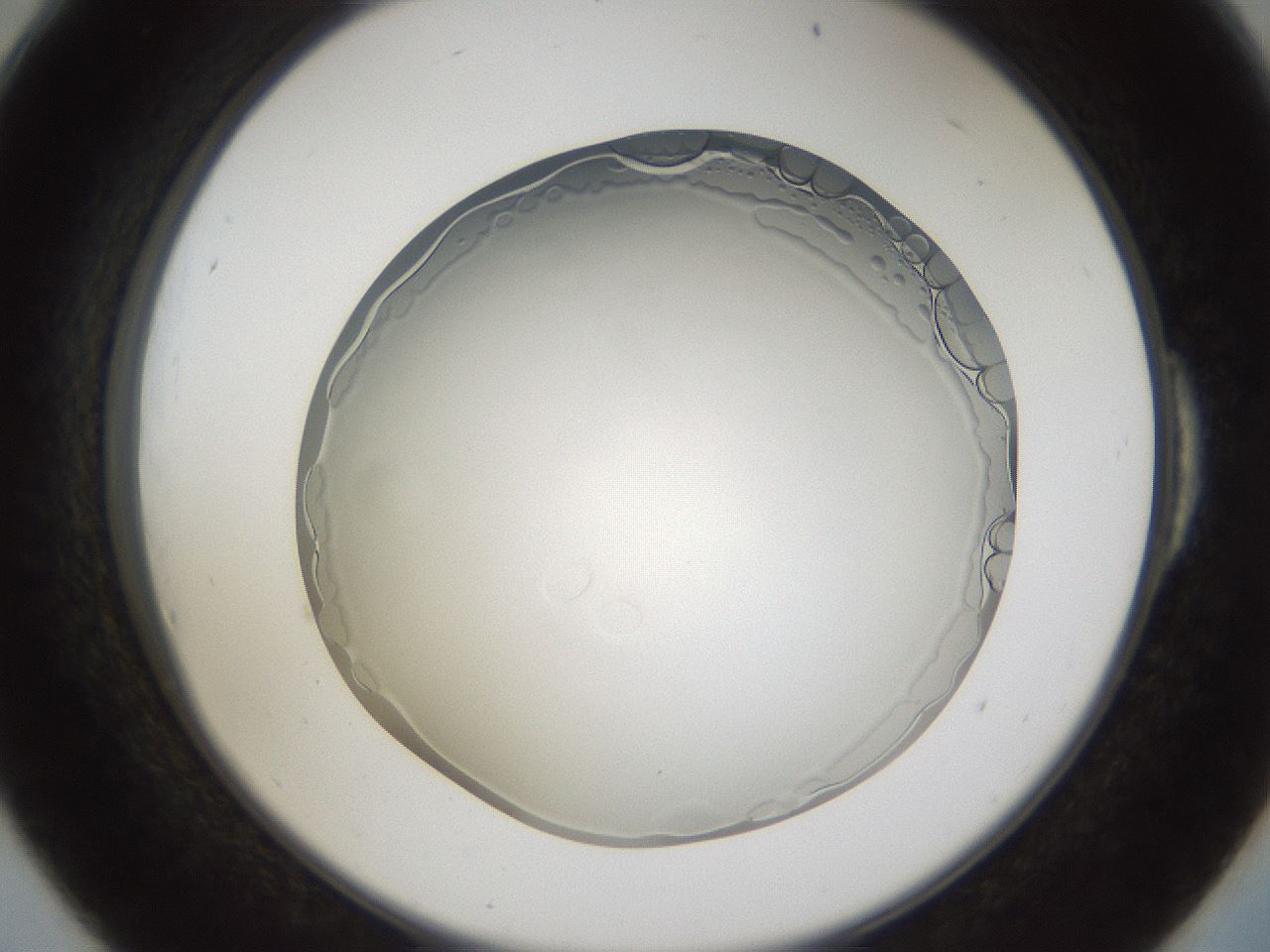 folderID206_plateID1206_batchID3677_wellNum54_profileID1_d2_r67051_ef.jpg
