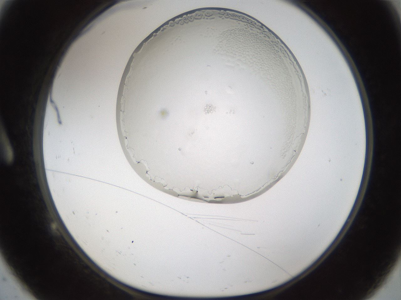 folderID206_plateID1206_batchID3677_wellNum9_profileID1_d1_r66960_ef.jpg