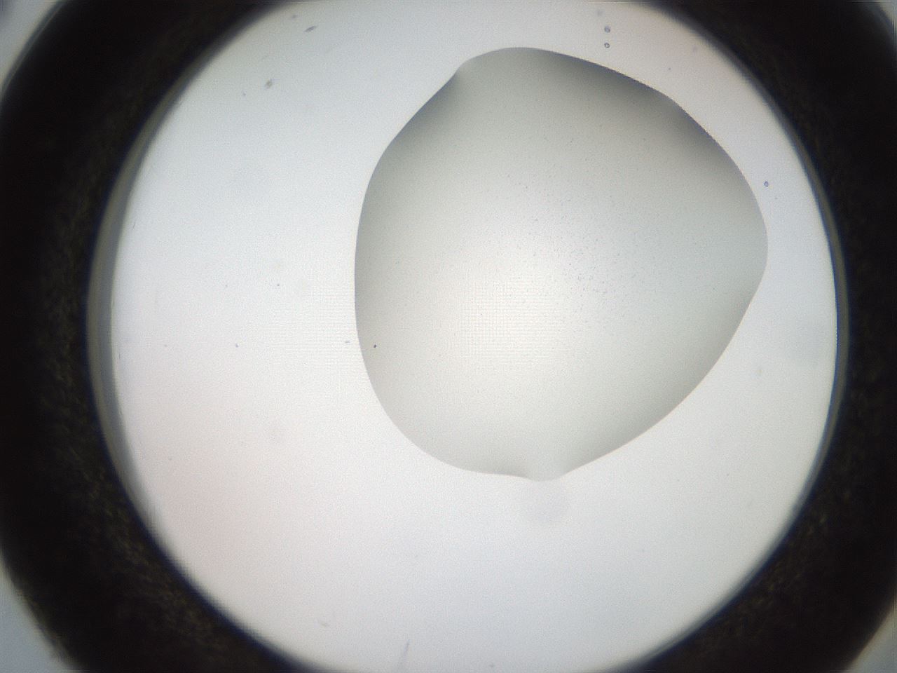 folderID206_plateID2206_batchID9998_wellNum38_profileID1_d2_r149826_ef.jpg