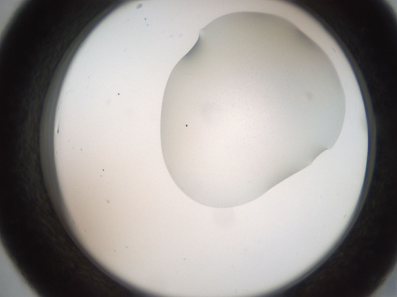 folderID206_plateID2206_batchID9998_wellNum43_profileID1_d2_r149836_ef.jpg