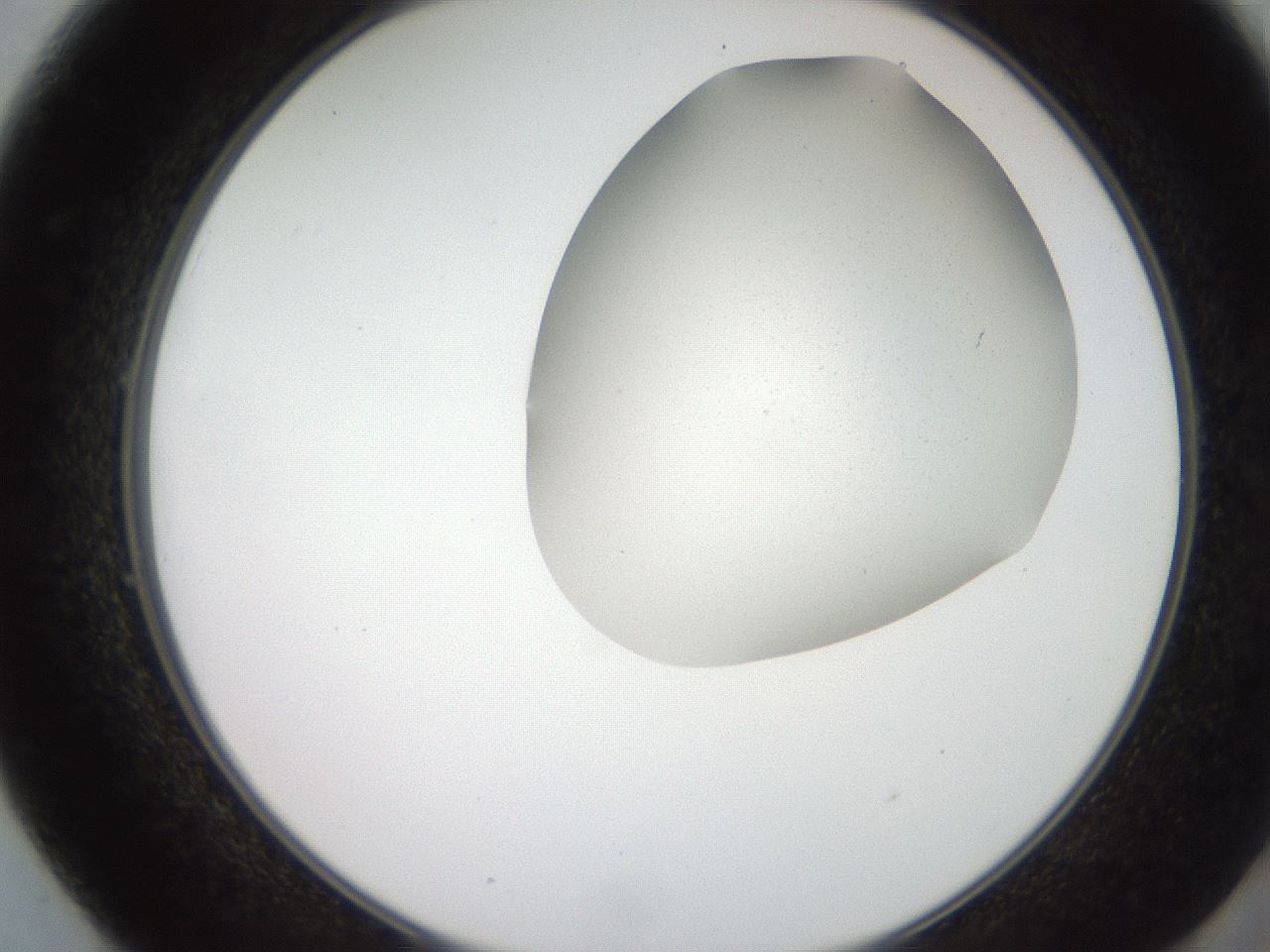 folderID206_plateID2206_batchID9998_wellNum49_profileID1_d2_r149848_ef.jpg