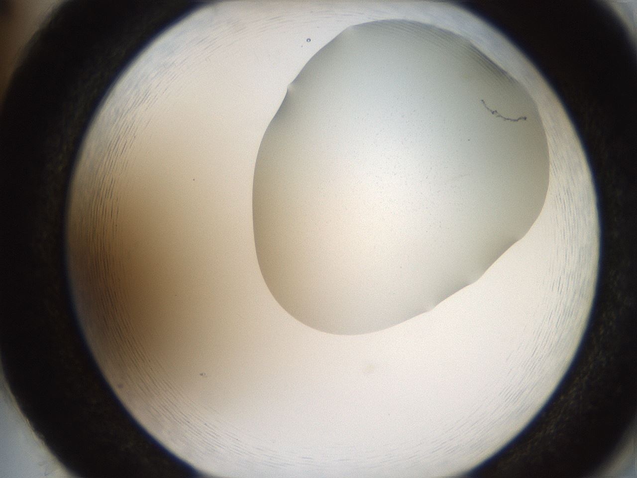 folderID206_plateID2206_batchID9998_wellNum86_profileID1_d2_r149922_ef.jpg