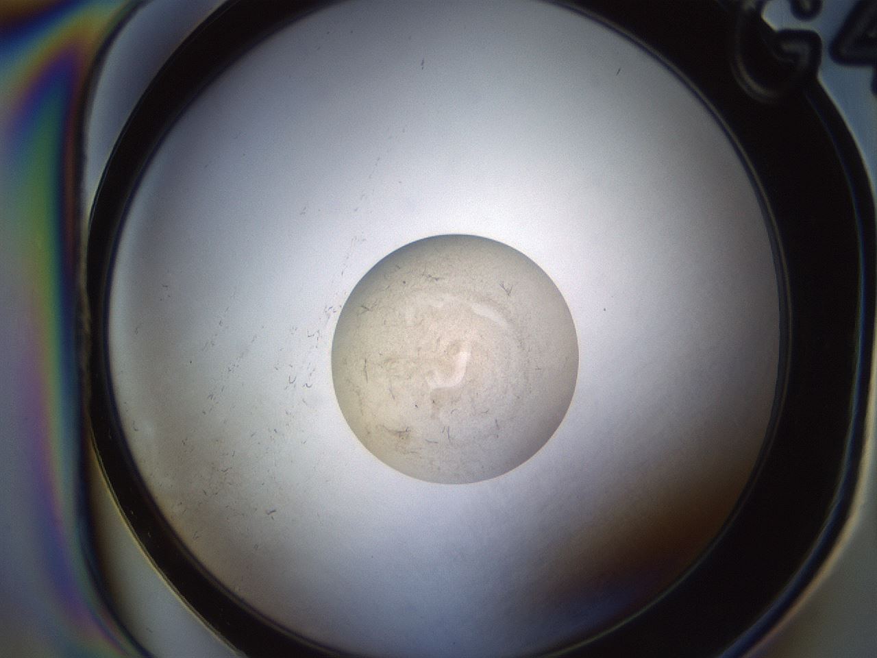 folderID584_plateID1584_batchID6473_wellNum40_profileID1_d1_r104310_ef.jpg