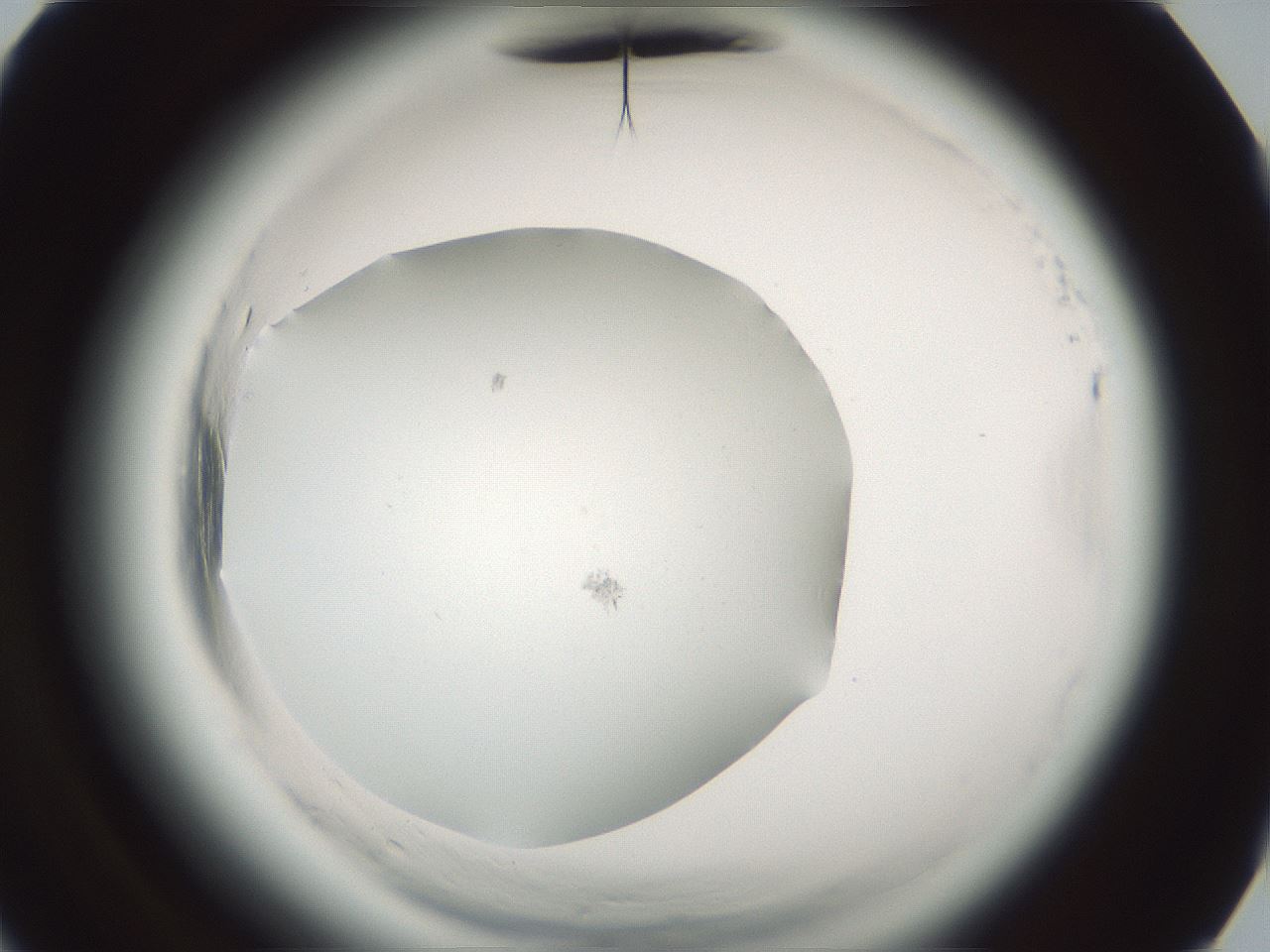 folderID585_plateID2585_batchID13185_wellNum65_profileID1_d3_r205260_ef.jpg