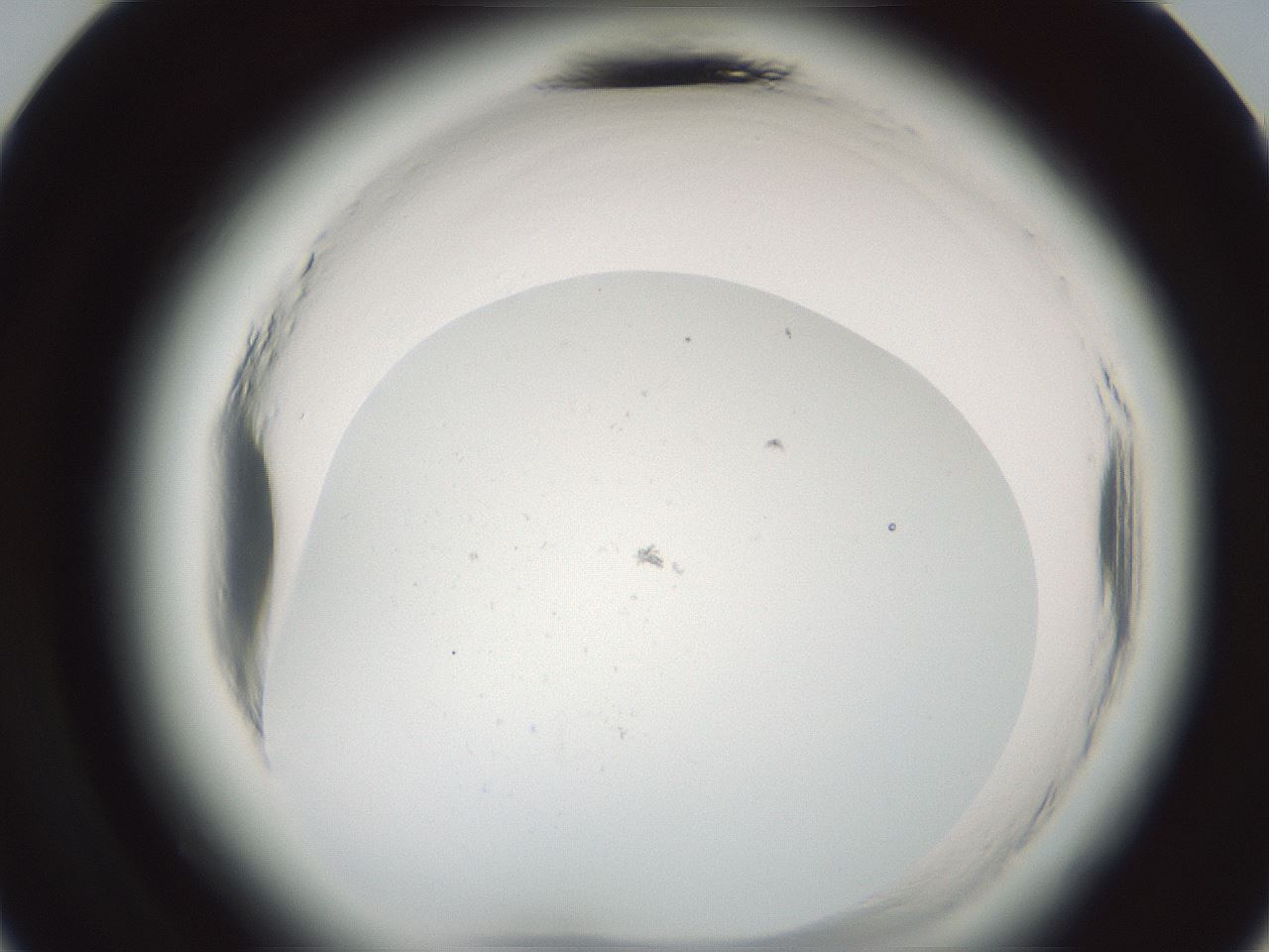 folderID586_plateID2586_batchID13188_wellNum24_profileID1_d3_r206001_ef.jpg