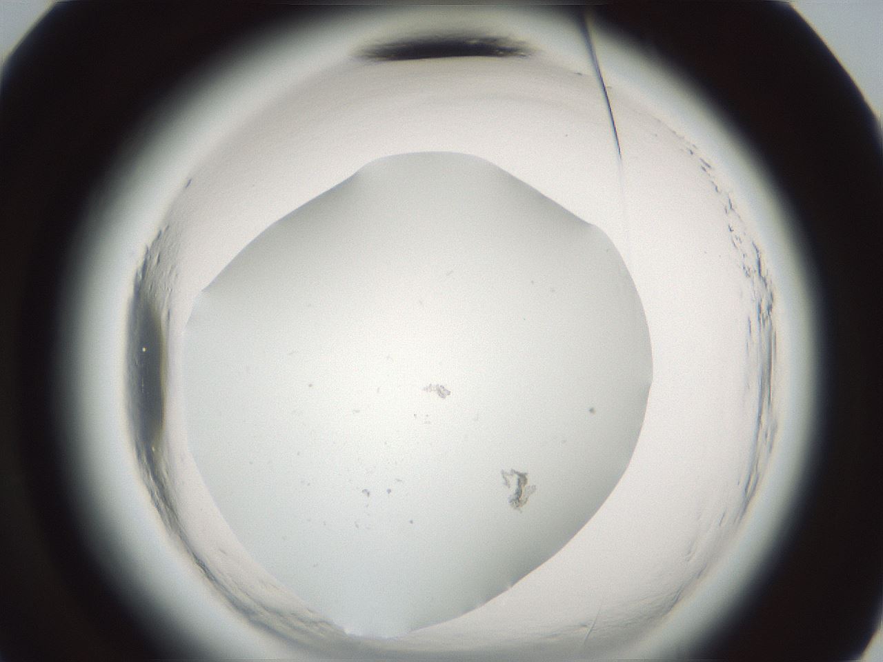 folderID586_plateID2586_batchID13188_wellNum48_profileID1_d3_r206073_ef.jpg