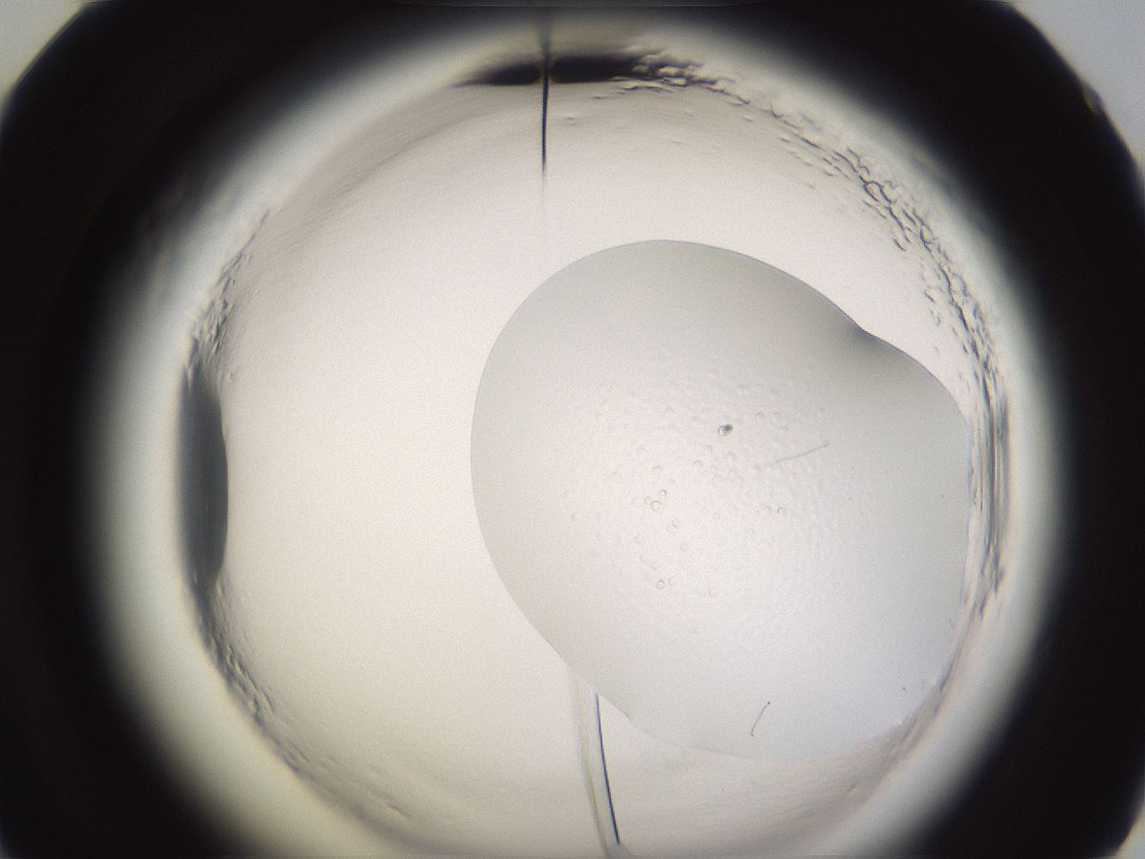 folderID589_plateID2589_batchID13167_wellNum60_profileID1_d2_r200347_ef.jpg