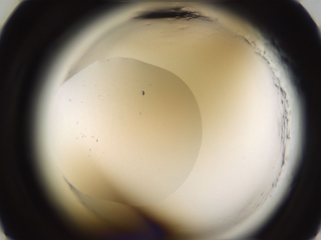 folderID590_plateID2590_batchID13170_wellNum21_profileID1_d2_r201094_ef.jpg