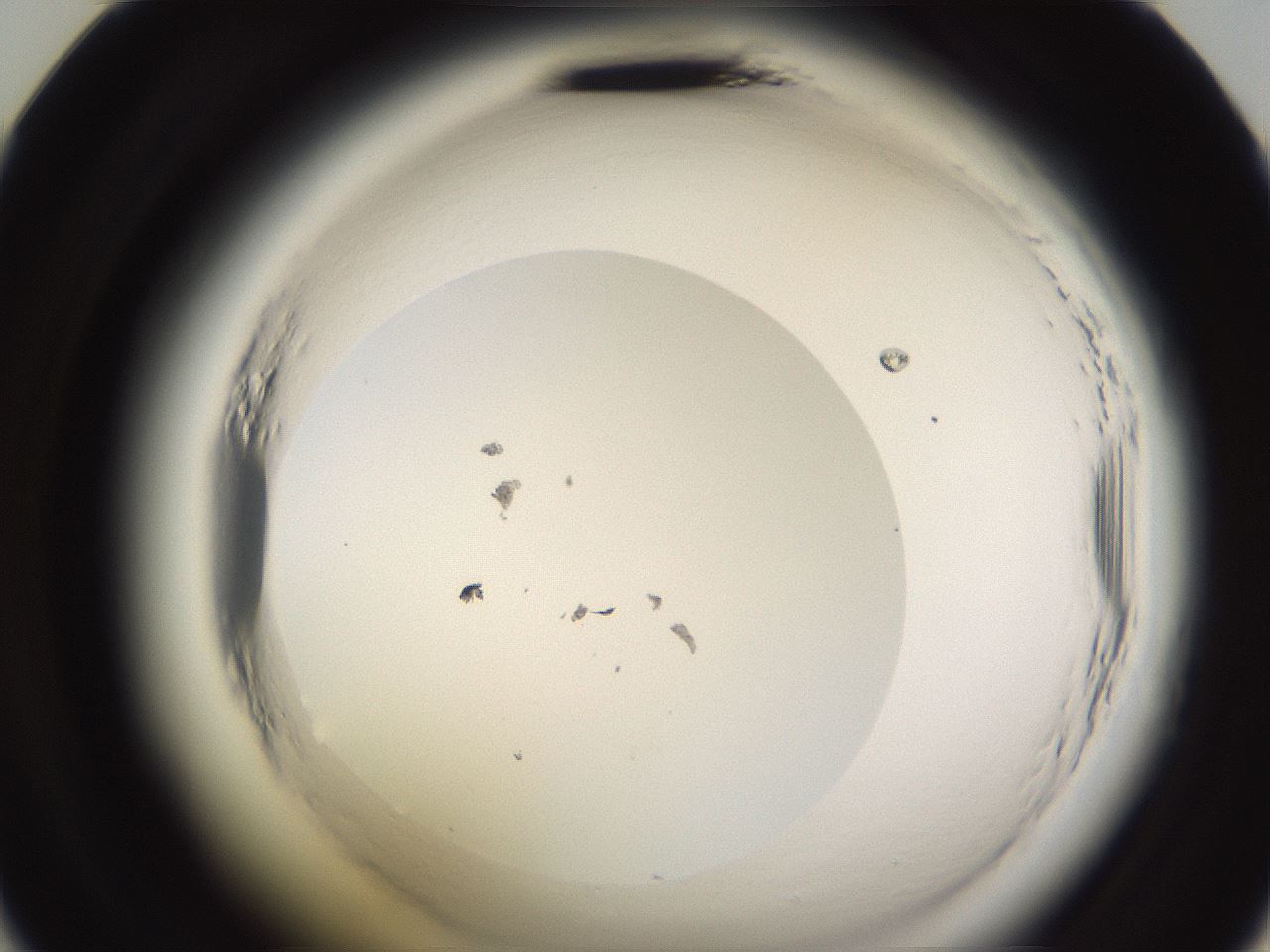 folderID590_plateID2590_batchID13170_wellNum36_profileID1_d2_r201139_ef.jpg