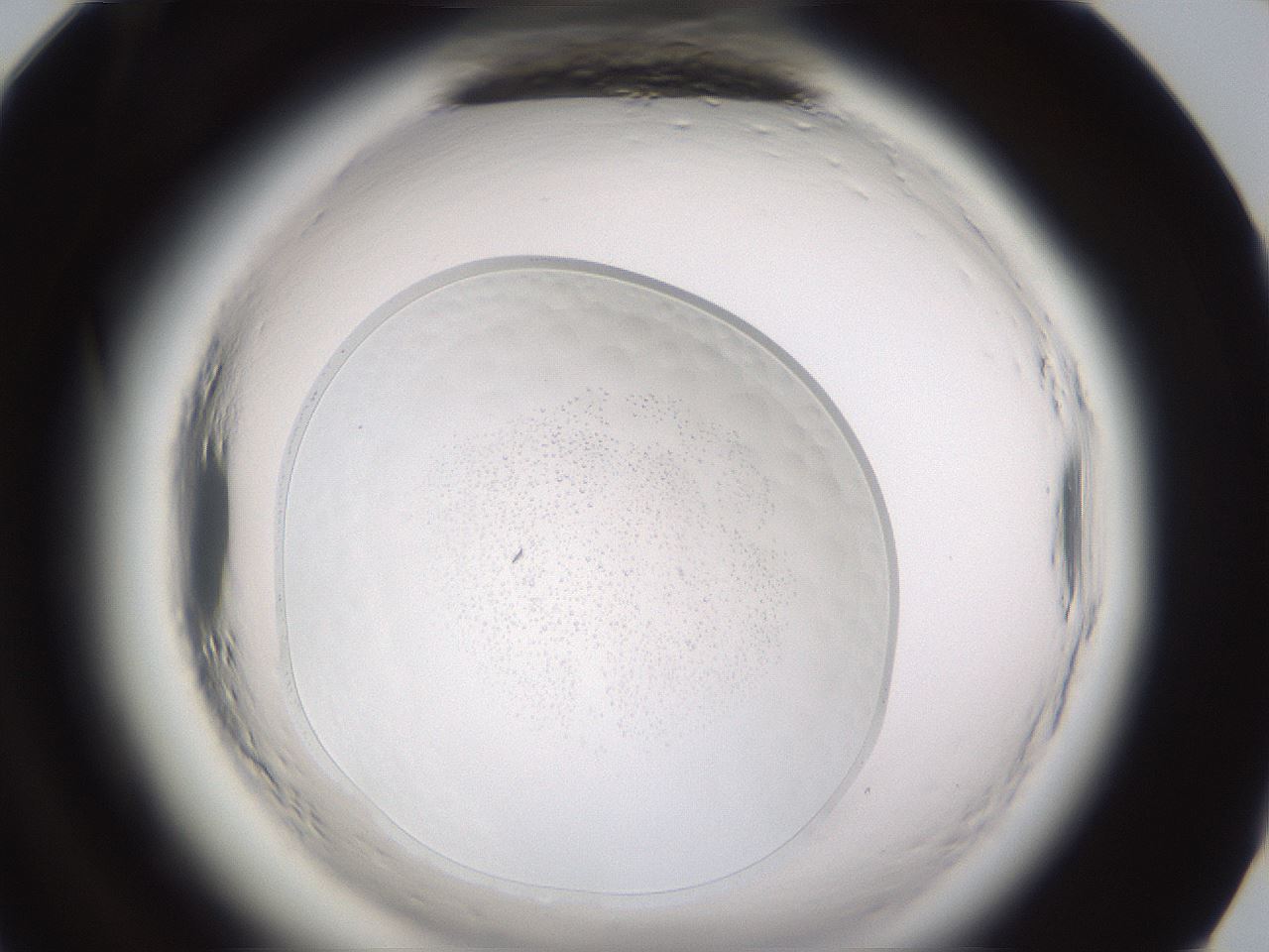 folderID590_plateID2590_batchID13170_wellNum96_profileID1_d1_r201318_ef.jpg