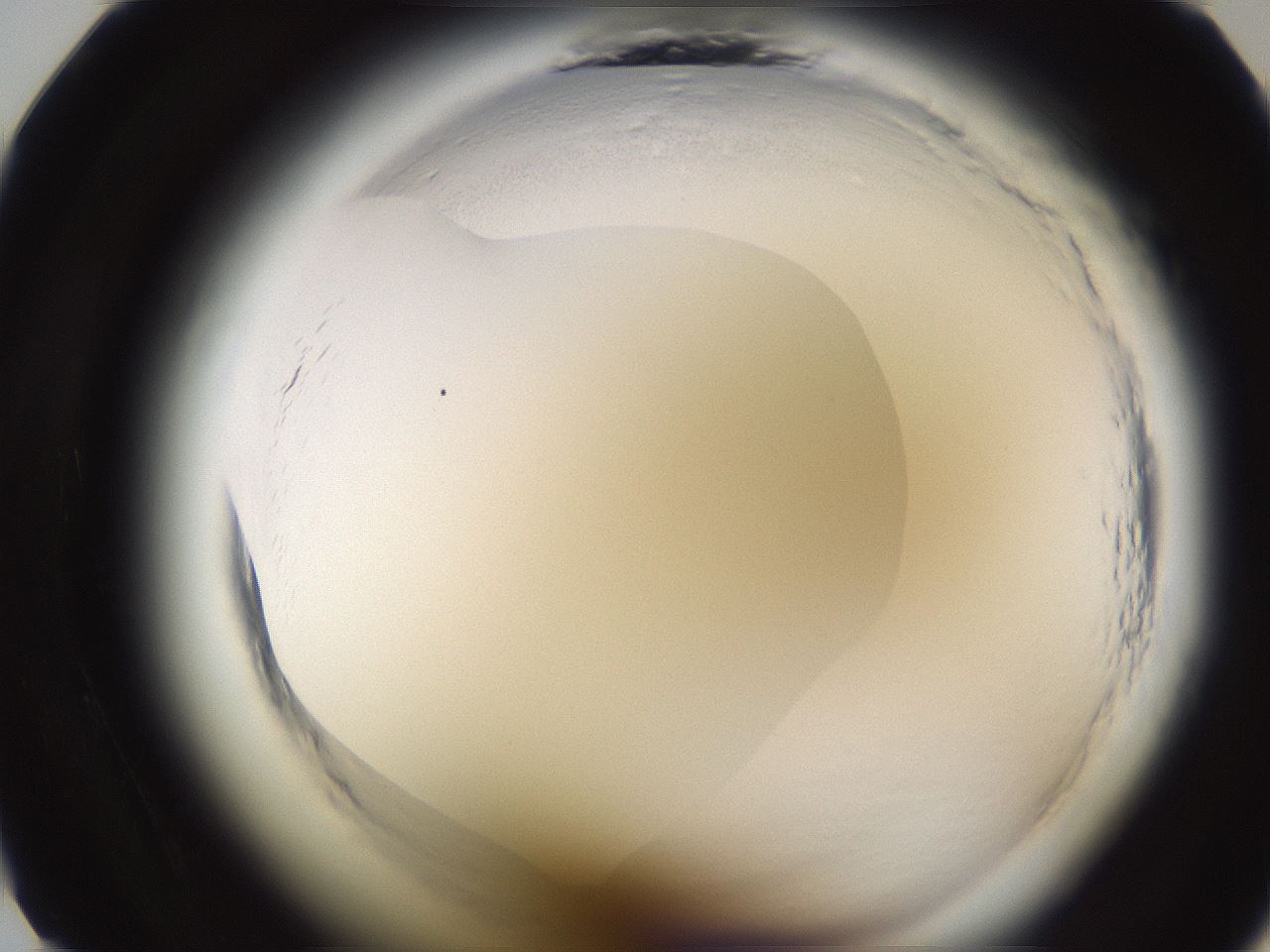 folderID591_plateID2591_batchID13174_wellNum11_profileID1_d1_r202215_ef.jpg