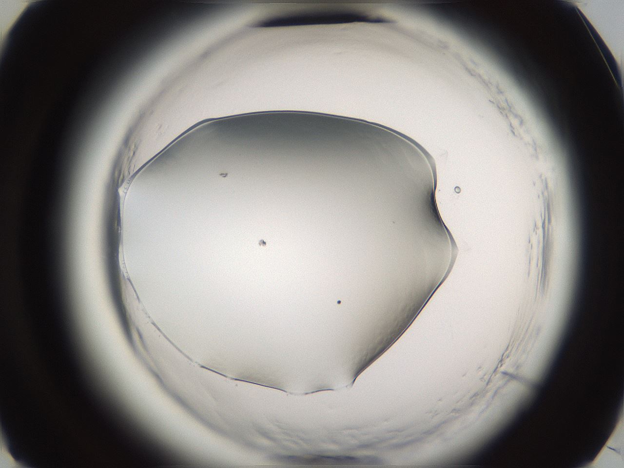 folderID593_plateID2593_batchID13183_wellNum49_profileID1_d3_r204348_ef.jpg