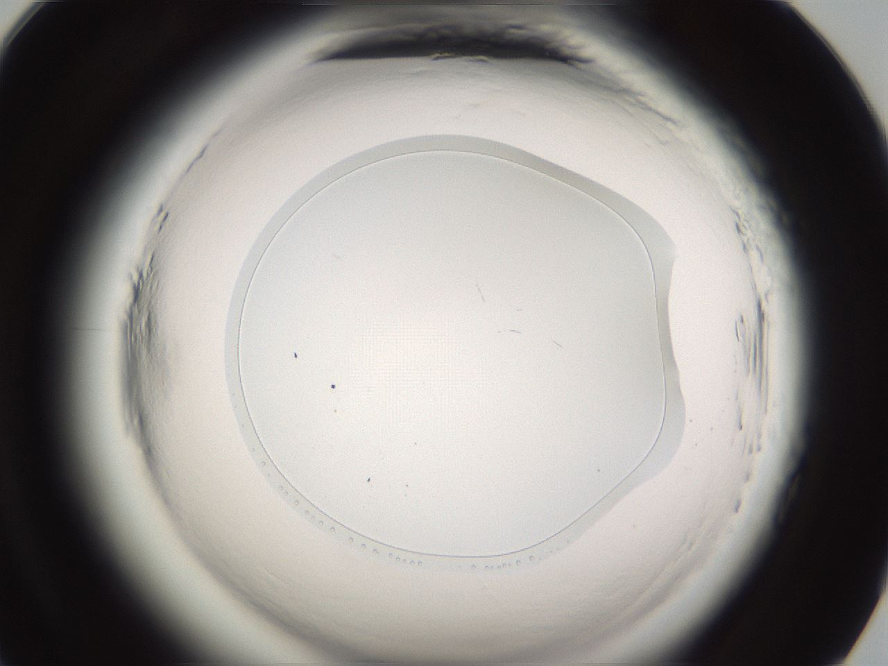 folderID593_plateID2593_batchID13183_wellNum93_profileID1_d1_r204478_ef.jpg