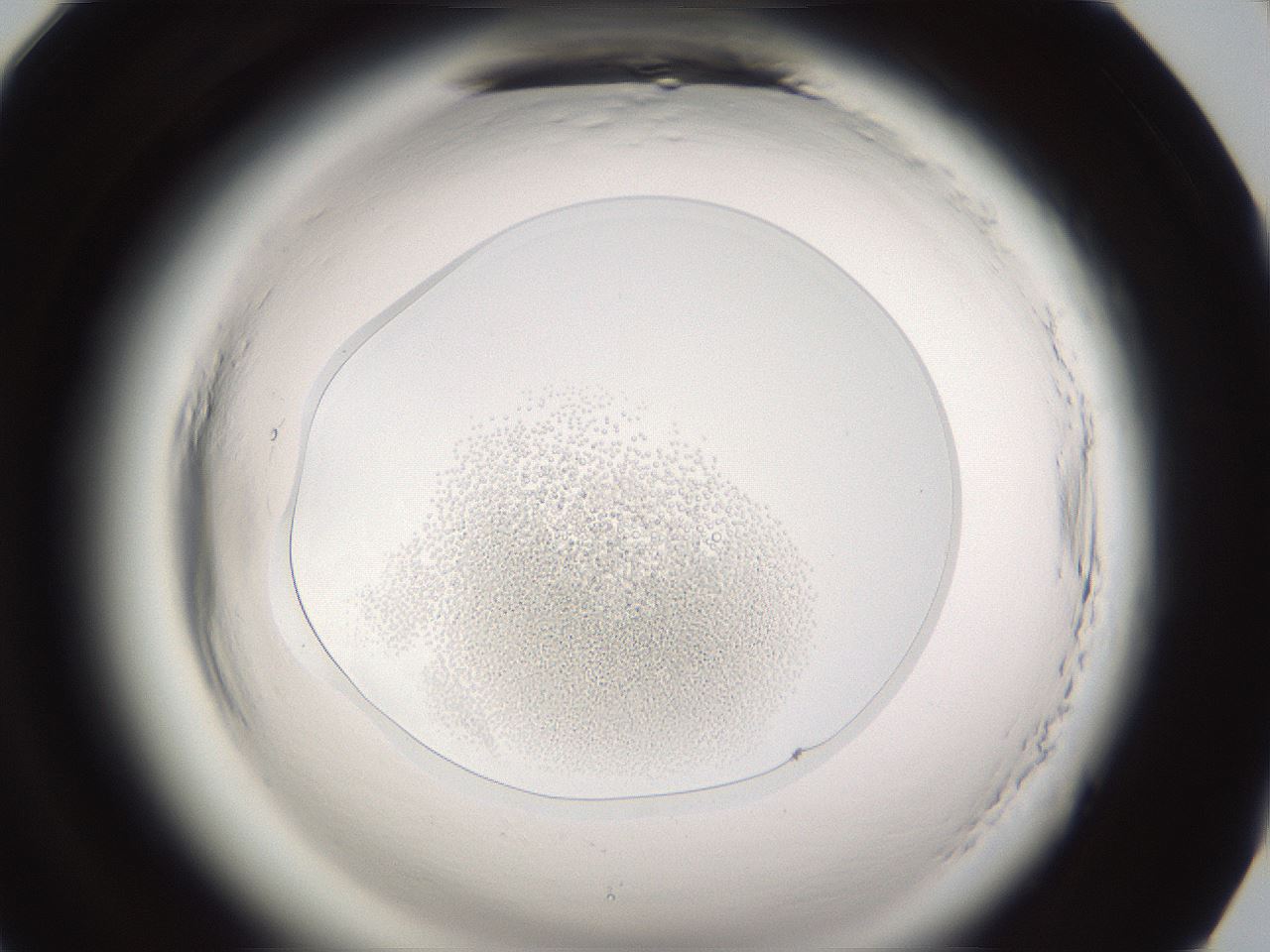 folderID593_plateID2593_batchID13183_wellNum94_profileID1_d1_r204481_ef.jpg